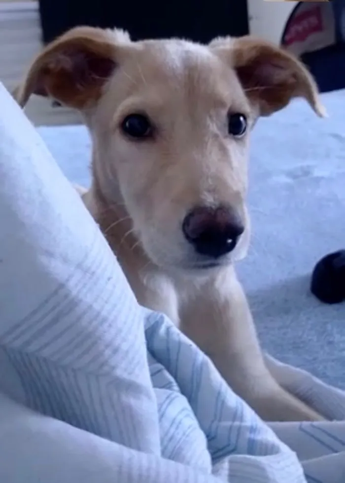 Cachorro raça SRD-ViraLata idade 2 a 6 meses nome Tobias