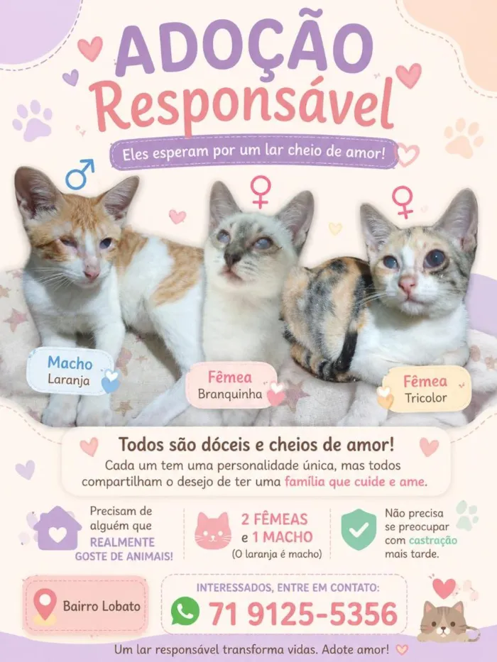 Gato raça SRD-ViraLata idade 2 a 6 meses nome Laranja, café com leite e mesclado