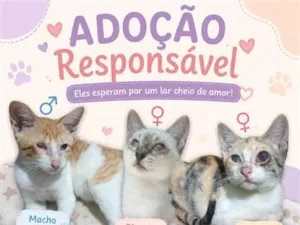 Gato raça SRD-ViraLata idade 2 a 6 meses nome Laranja, café com leite e mesclado