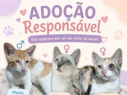 Gato raça SRD-ViraLata idade 2 a 6 meses nome Laranja, café com leite e mesclado