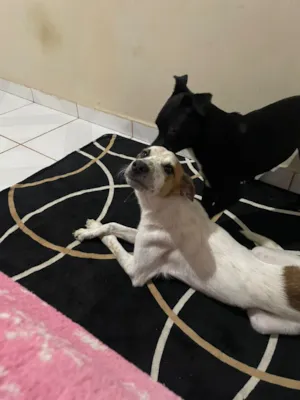 Cachorro raça SRD-ViraLata idade 7 a 11 meses nome Spike 
