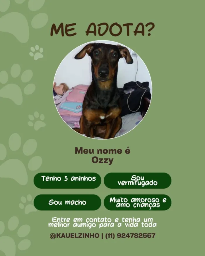 Cachorro raça SRD-ViraLata idade 3 anos nome Ozzy