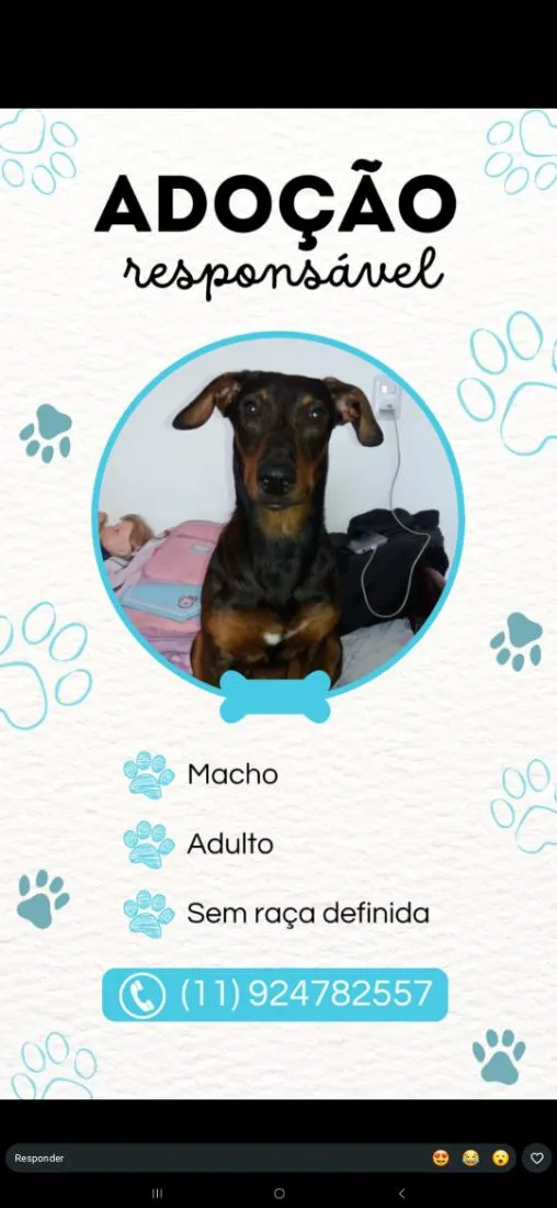 Cachorro raça SRD-ViraLata idade 3 anos nome Ozzy