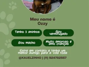 Cachorro raça SRD-ViraLata idade 3 anos nome Ozzy