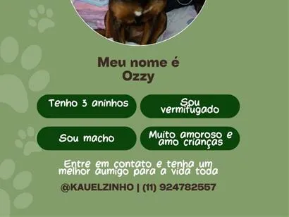Cachorro raça SRD-ViraLata idade 3 anos nome Ozzy