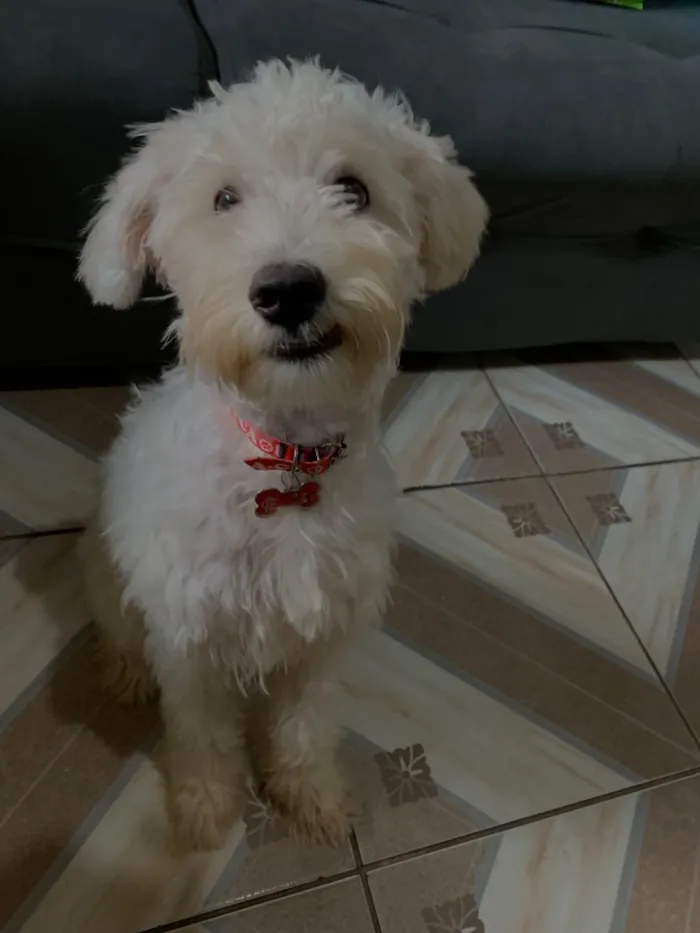 Cachorro raça Poodle idade 2 anos nome Sheldon