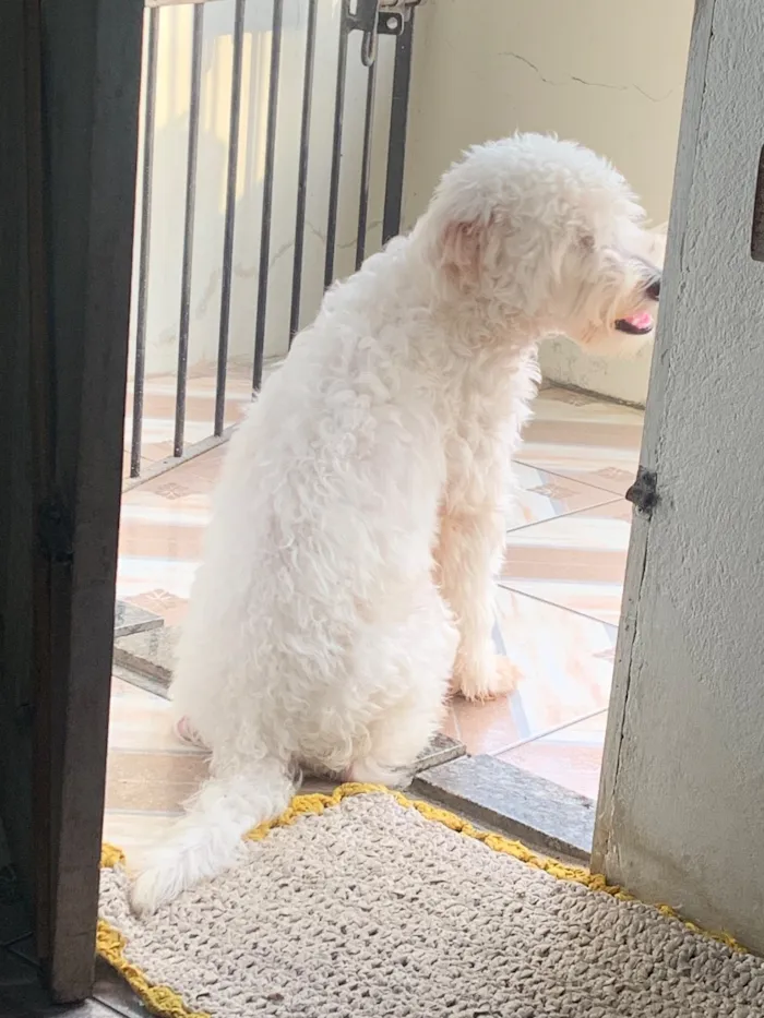 Cachorro raça Poodle idade 2 anos nome Sheldon