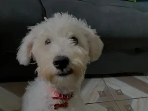 Cachorro raça Poodle idade 2 anos nome Sheldon