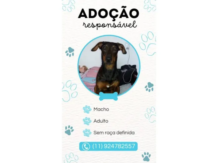 Cachorro raça SRD-ViraLata idade 3 anos nome Ozzy
