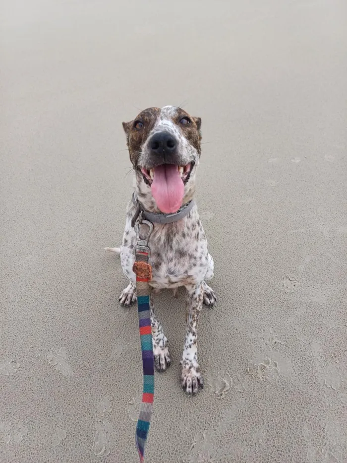Cachorro raça SRD-ViraLata idade 2 anos nome Ará