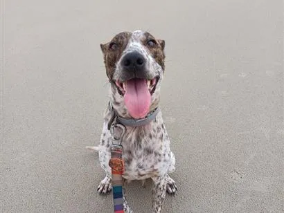 Cachorro raça SRD-ViraLata idade 2 anos nome Ará