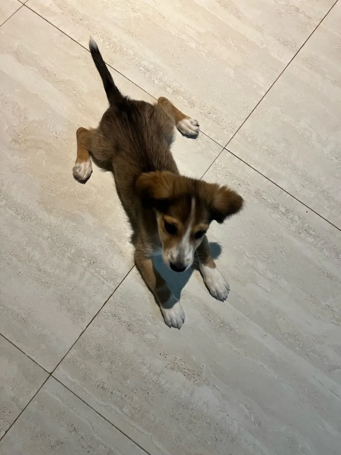 Cachorro raça SRD-ViraLata idade 2 a 6 meses nome Olivia