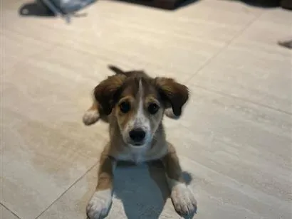 Cachorro raça SRD-ViraLata idade 2 a 6 meses nome Olivia