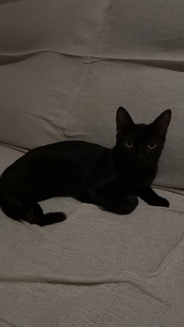 Gato raça SRD-ViraLata idade 7 a 11 meses nome Pantera