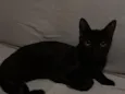 Pantera