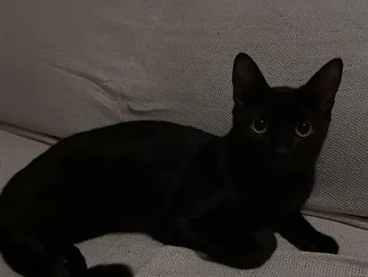 Gato raça SRD-ViraLata idade 7 a 11 meses nome Pantera