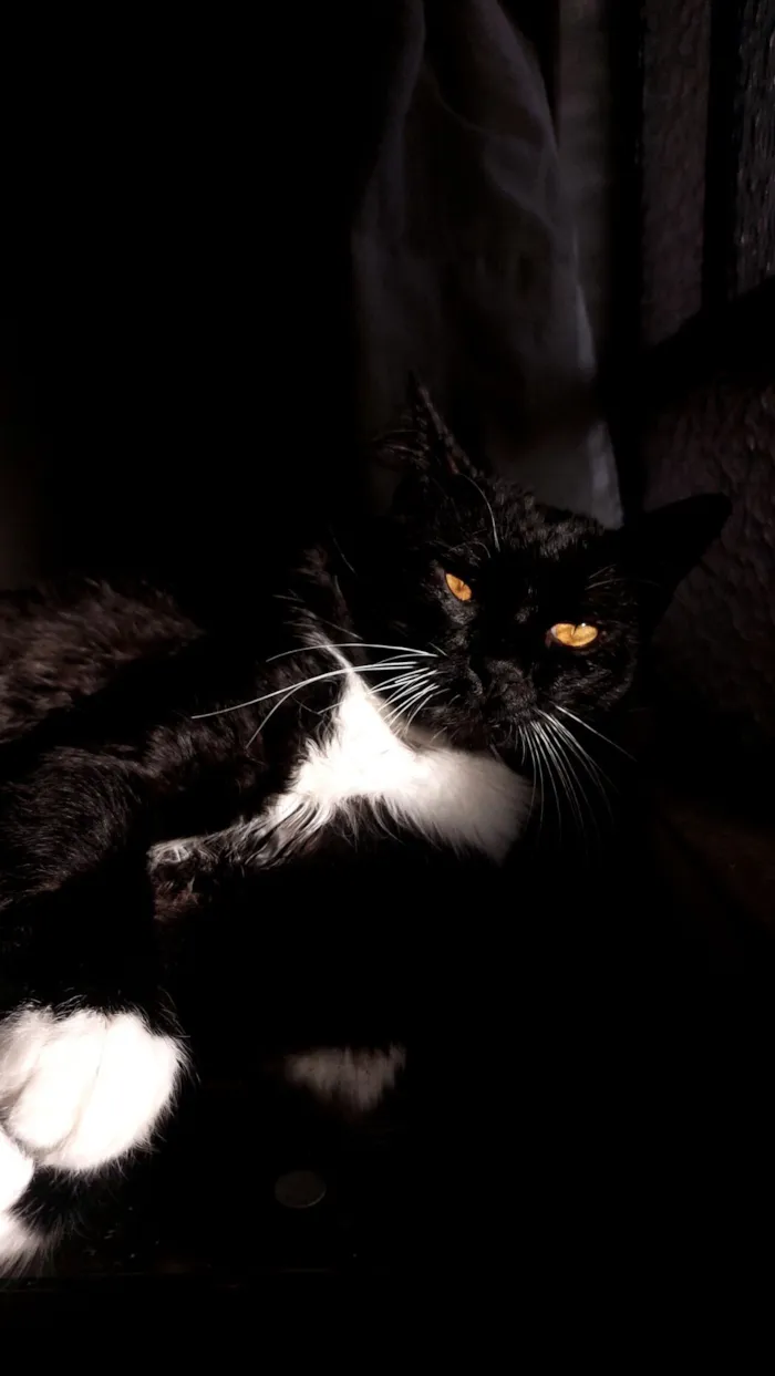 Gato raça SRD-ViraLata idade 1 ano nome Mike
