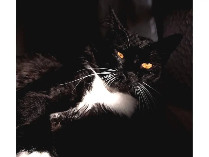Gato raça SRD-ViraLata idade 1 ano nome Mike