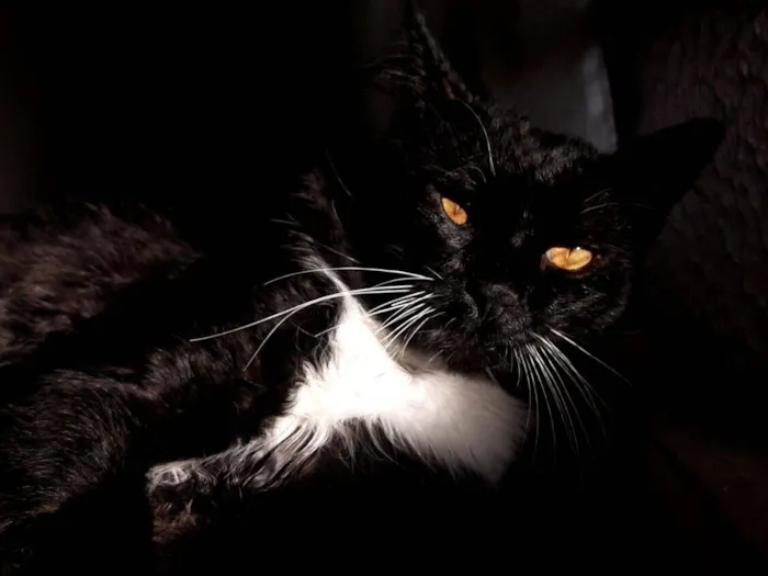 Gato raça SRD-ViraLata idade 1 ano nome Mike