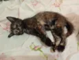 Gatinha, 2 meses, vacinas e castração garantidas