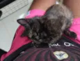 Gatinha, 2 meses, vacinas e castração garantidas