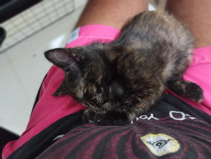 Gato raça SRD-ViraLata idade Abaixo de 2 meses nome Gatinha, 2 meses, vacinas e castração garantidas