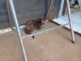 Gatinha, 2 meses, vacinas e castração garantidas