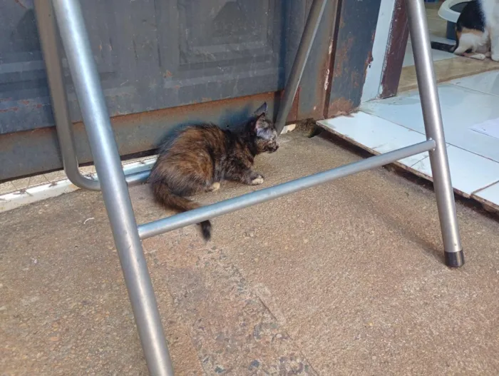 Gato raça SRD-ViraLata idade Abaixo de 2 meses nome Gatinha, 2 meses, vacinas e castração garantidas
