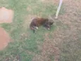 Gatinha, 2 meses, vacinas e castração garantidas