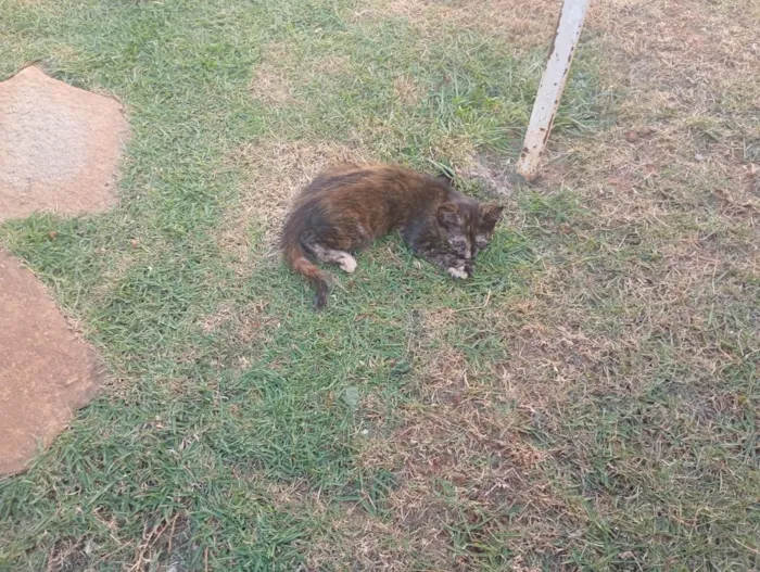 Gato raça SRD-ViraLata idade Abaixo de 2 meses nome Gatinha, 2 meses, vacinas e castração garantidas