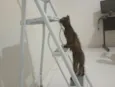 Gatinha, 2 meses, vacinas e castração garantidas