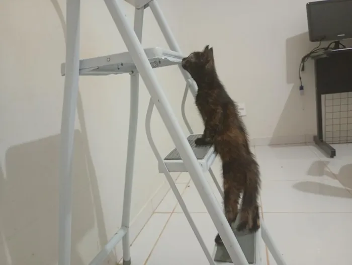 Gato raça SRD-ViraLata idade Abaixo de 2 meses nome Gatinha, 2 meses, vacinas e castração garantidas