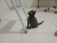 Gatinha, 2 meses, vacinas e castração garantidas