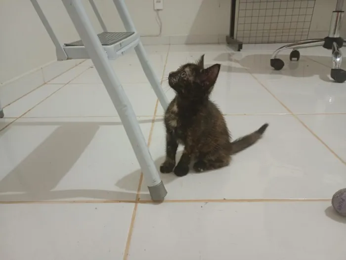 Gato raça SRD-ViraLata idade Abaixo de 2 meses nome Gatinha, 2 meses, vacinas e castração garantidas