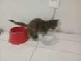 Gatinha, 2 meses, vacinas e castração garantidas