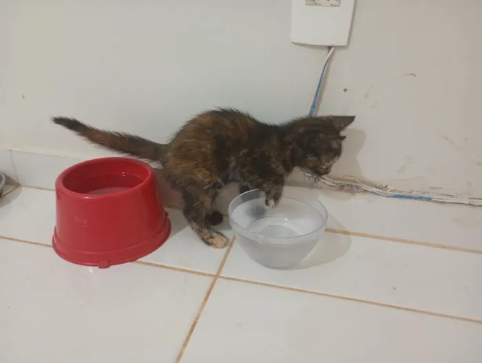 Gato raça SRD-ViraLata idade Abaixo de 2 meses nome Gatinha, 2 meses, vacinas e castração garantidas