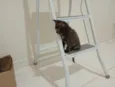Gatinha, 2 meses, vacinas e castração garantidas