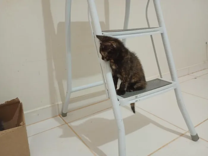 Gato raça SRD-ViraLata idade Abaixo de 2 meses nome Gatinha, 2 meses, vacinas e castração garantidas