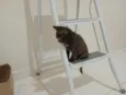 Gatinha, 2 meses, vacinas e castração garantidas