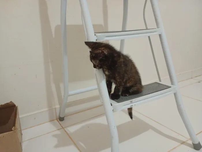 Gato raça SRD-ViraLata idade Abaixo de 2 meses nome Gatinha, 2 meses, vacinas e castração garantidas