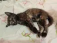 Gatinha, 2 meses, vacinas e castração garantidas