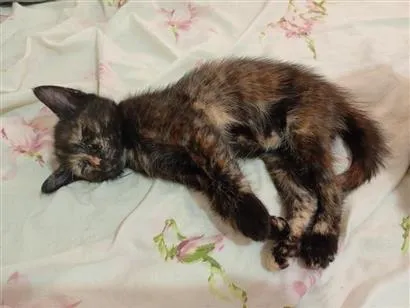 Gato raça SRD-ViraLata idade Abaixo de 2 meses nome Gatinha, 2 meses, vacinas e castração garantidas