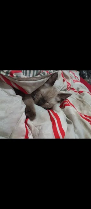 Cachorro raça SRD-ViraLata idade 7 a 11 meses nome Gaya 