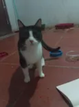 kiki