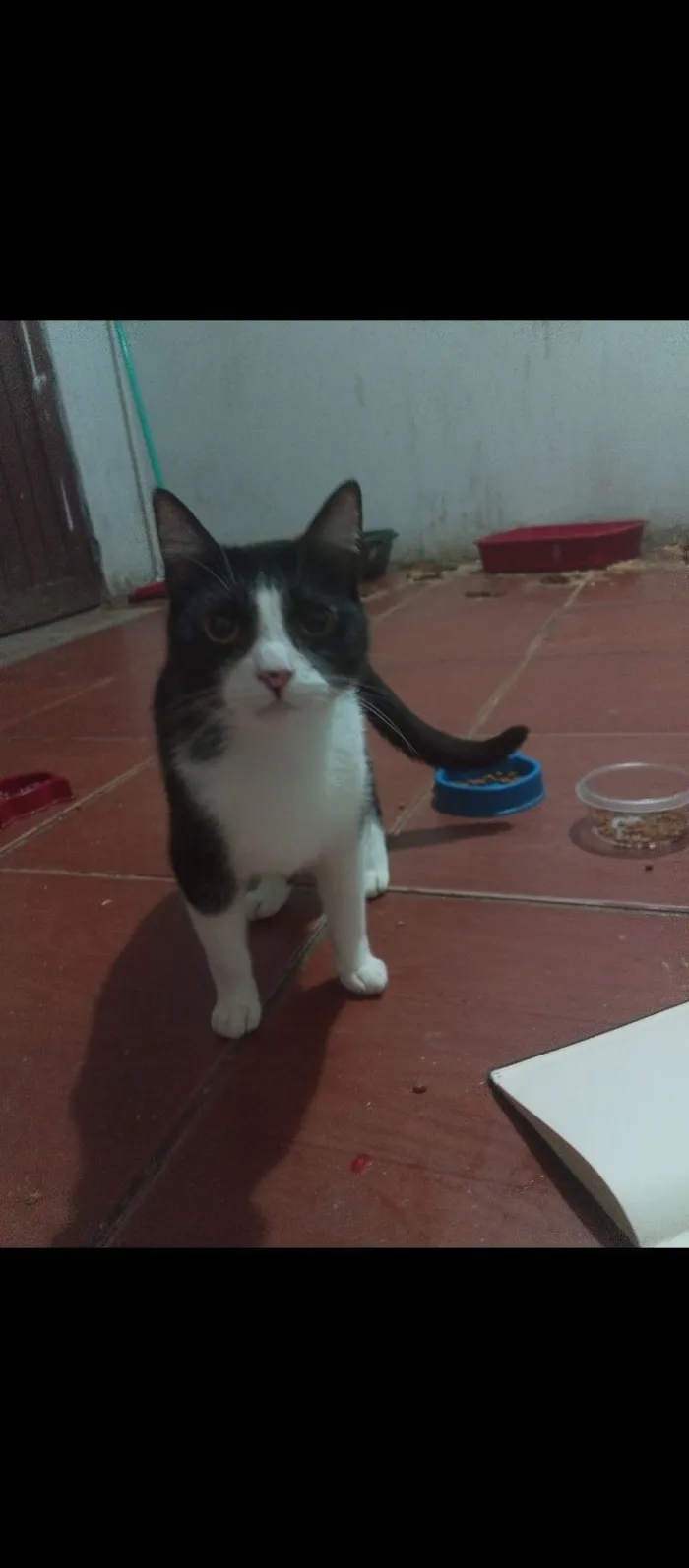 Gato raça SRD-ViraLata idade 2 anos nome kiki