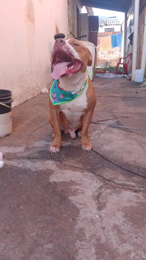 Cachorro raça Pit-Bull idade 4 anos nome thor
