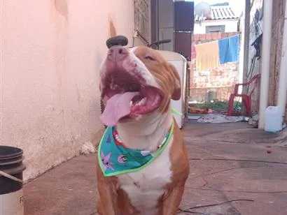 Cachorro raça Pit-Bull idade 4 anos nome thor