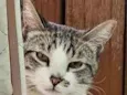 Cleitinho