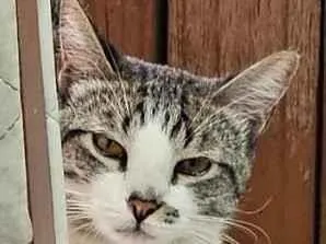 Gato raça SRD-ViraLata idade 1 ano nome Cleitinho