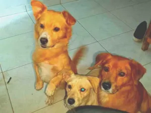 Cachorro raça SRD-ViraLata idade 4 anos nome pitucha ( branca)